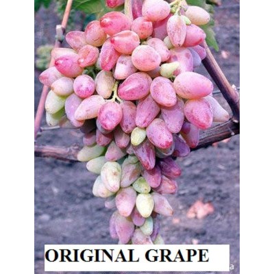 2019 "ORIGINAL" - lady's fingers type grape -5  cuttings for propagation-no GMO,    253758427428